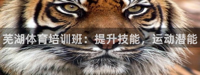 欧陆娱乐代理多少个点位可以赚钱：芜湖体育培训班：提升